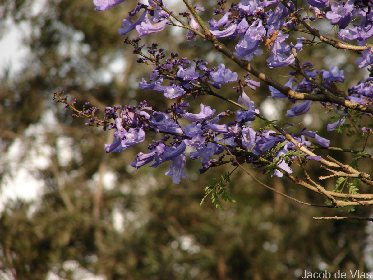 Jacaranda mimosifolia D.Don